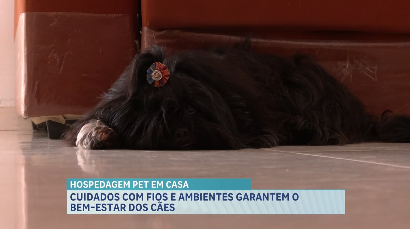 Esconder fios e tomadas pode evitar acidentes domésticos com pets