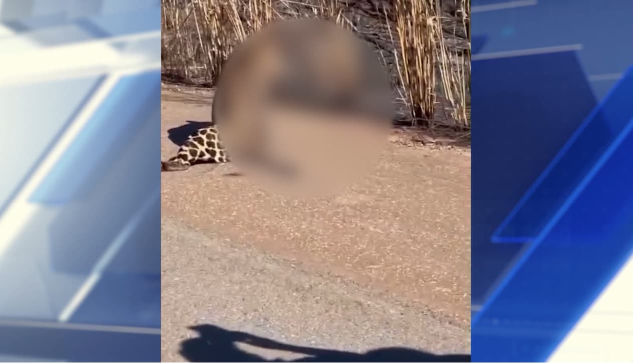 Animais soltos nas BRs representam risco no Maranhão