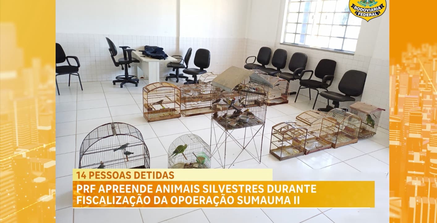 PRF registra 14 detenções e resgata 59 animais silvestres no Maranhão