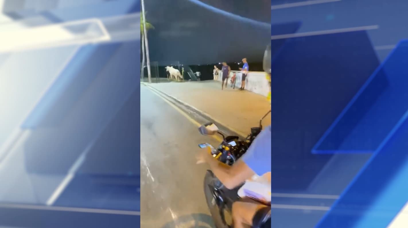 Animal causa confusão na Beira-Mar e alerta para risco de acidentes