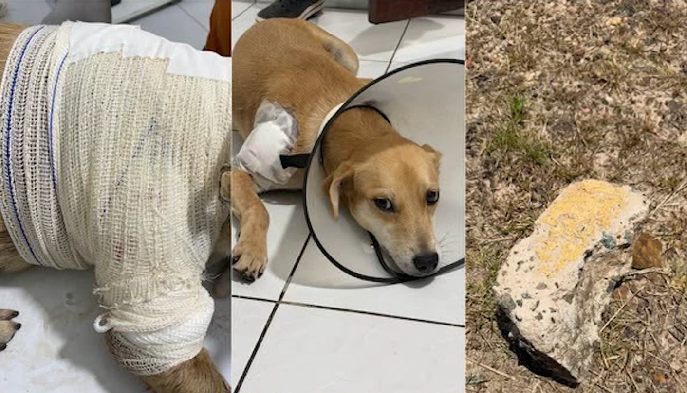 Cachorros são encontrados debilitados e em possível estado de desnutrição na Divinéia