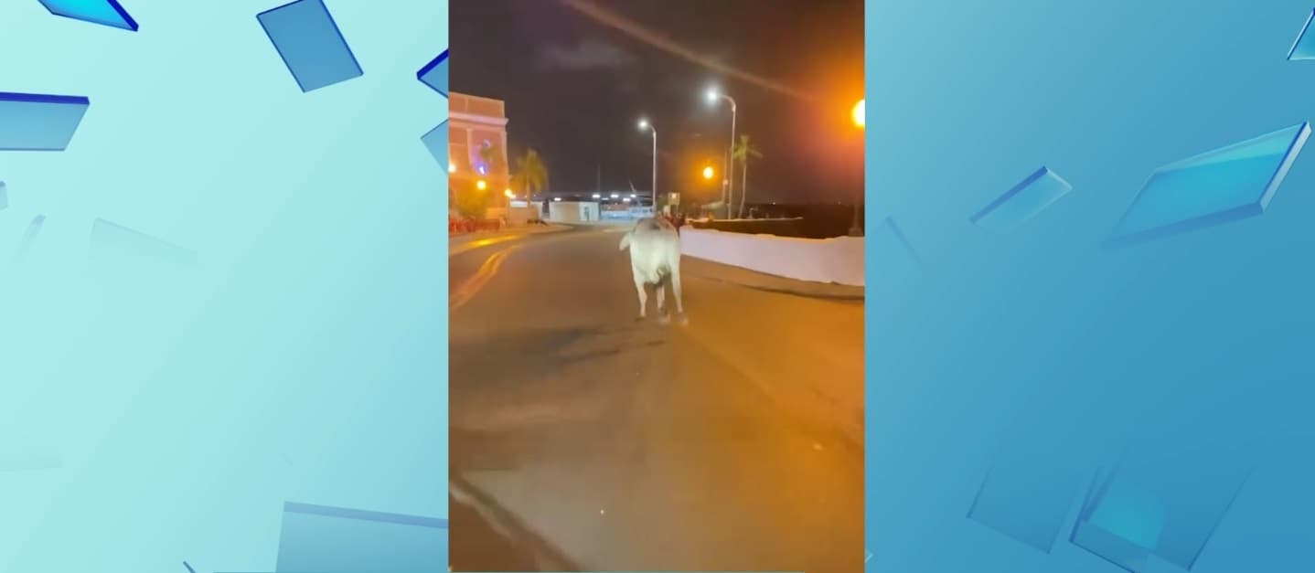 Boi corre desgovernado pela Avenida Beira-Mar e se joga de cais em São Luís