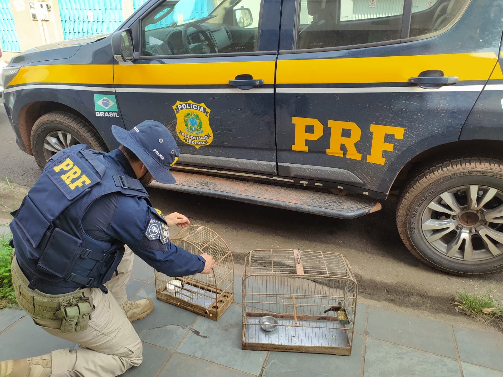PRF apreende madeira serrada com documentação irregular e resgata aves silvestres no Maranhão