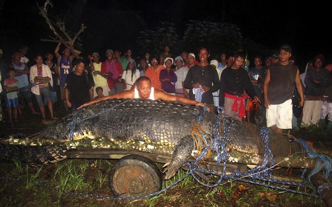 Guinness elege maior crocodilo do mundo em cativeiro Guinness elege maior crocodilo do mundo em cativeiro