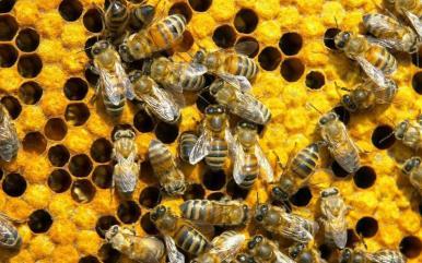Dia Internacional das Abelhas alerta sobre crise dos polinizadores