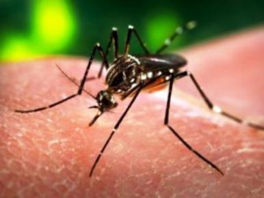 Estudo revela que a água sanitária pode matar a larva do mosquito da dengue Estudo revela que a água sanitária pode matar a larva do mosquito da dengue