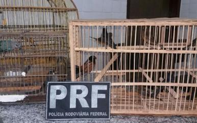PRF apreende pássaros silvestres em ônibus na cidade de Peritoró
