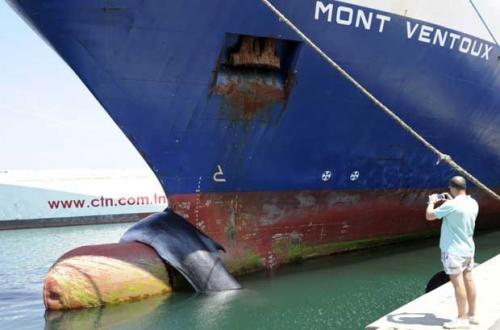 Baleia é atropelada por navio cargueiro