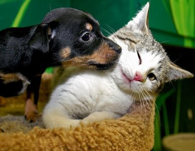 ONG de animais realiza cadastro para castração de cães e gatos