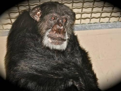 Morre aos 80 anos, Cheetah, o chimpanzé amigo de Tarzan