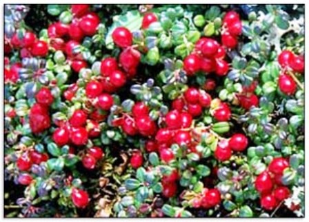 Cranberry: a fruta milagrosa que ajuda na prevenção da infecção urinária