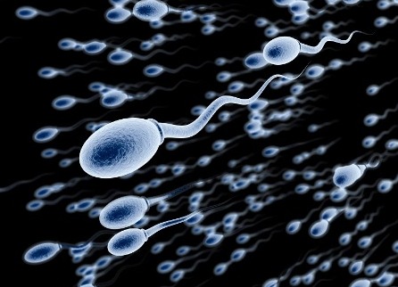 Cientistas conseguem produzir esperma em laboratório