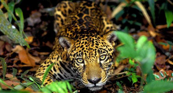 Amazônia deve sofrer grande extinção de espécies