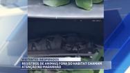 Registros de animais silvestres em áreas urbanas chamam a atenção no MA