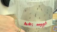 Dengue: MA apresenta redução nos registros da doença nos primeiros meses de 2025