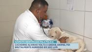 Alvinho: cachorro vítima de maus-tratos no Vinhais passa por tratamento