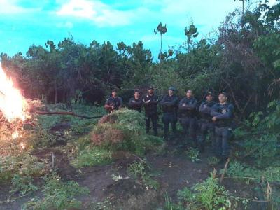 Operação encontra plantação de maconha em Vitória do Mearim