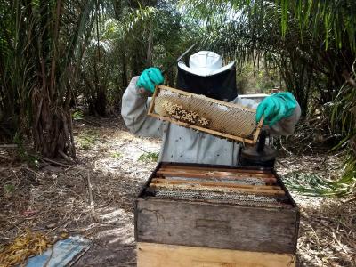 São Luís: investimentos fortalecem produção de mel na zona rural 