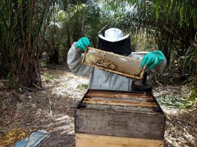 São Luís: investimentos fortalecem produção de mel na zona rural