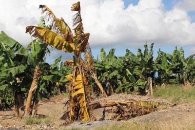 ONU: desaparecimento de banana “seria um verdadeiro desastre” para o mundo