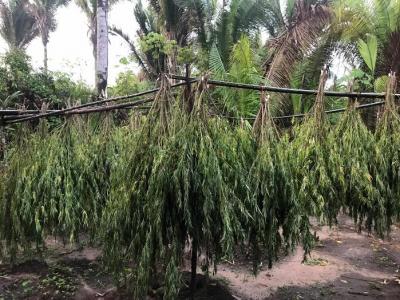 Polícia Civil encontra plantação de maconha no MA