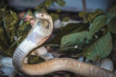 Proposta amplia multa para tráfico internacional de animais  