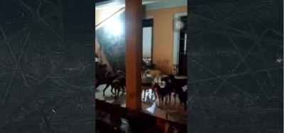 OAB investiga caso de maus-tratos contra animais em São Luís