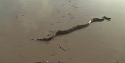 Jiboia é encontrada na praia de São Marcos em São Luís