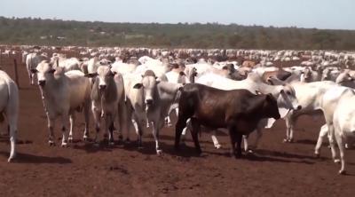 Maranhão atinge cobertura vacinal contra febre aftosa 