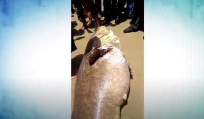 Peixe ameaçado de extinção é capturado e morto em praia de São Luís