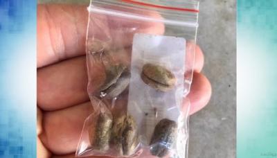 Órgãos alerta sobre pacote de sementes não solicitadas