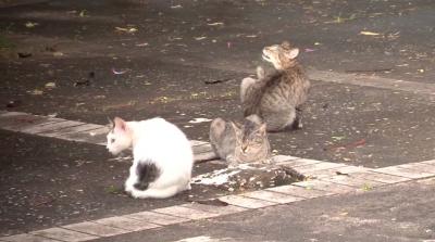 Gatos são encontrados mortos no bairro da Areinha