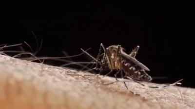 Estudo revela que zika vírus pode ser transmitida por relação sexual