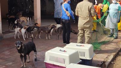 Cães são retirados de residência de idosa em São Luís