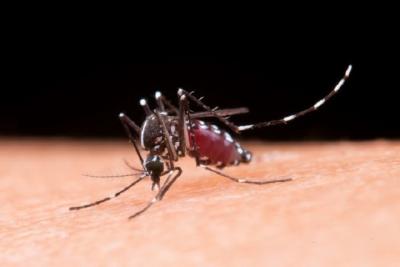 São Luís: casos de dengue têm queda de 30%
