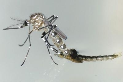 Governo intensifica ações de combate ao Aedes aegypti no MA