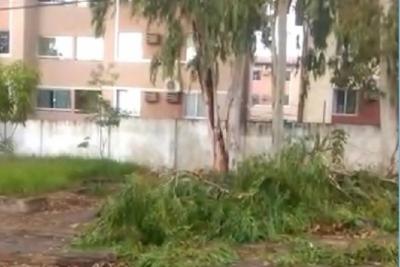 Árvores oferecem perigo a moradores da Cohama.