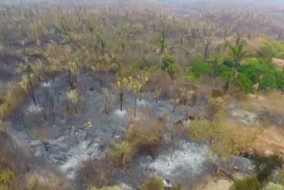Desmatamento na Amazônia tem queda de 70% em janeiro