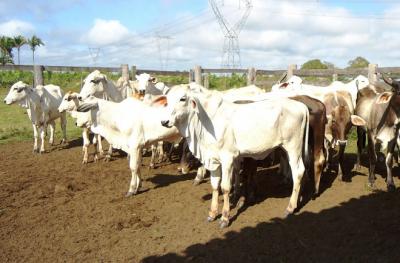 Prorrogado prazo de vacinação contra febre aftosa no Maranhão