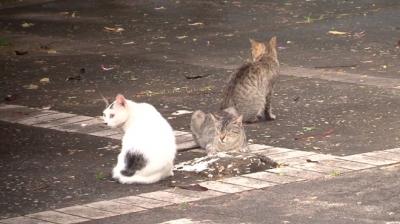 Justiça determina solução para "Praça dos Gatos" em São Luís