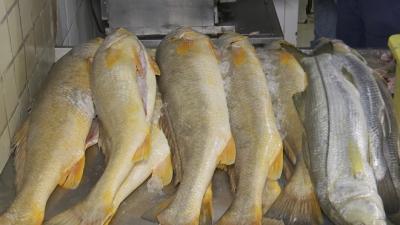 Preço de pescados pode variar até 148% em São Luís, aponta Procon