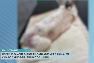 Homem joga água quente em gato em Paço do Lumiar