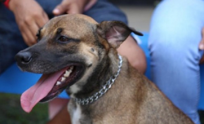 Bequimão recebe ações do Programa Mais Saúde Animal, neste sábado (18)