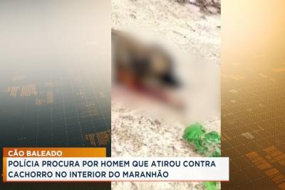 Balsas: polícia procura por homem que atirou contra cachorro 