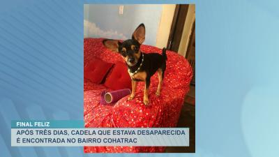 Família recupera cachorrinha desaparecida em São Luís