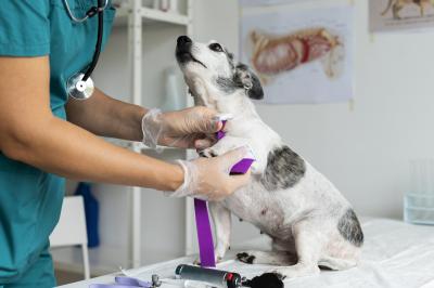 MA abre edital para seleção de médicos veterinários