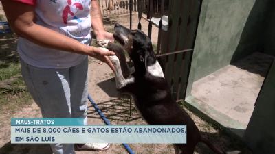 Mais de 7.800 animais estão abandonados em São Luís, aponta OMS