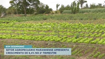 Setor agropecuário maranhense apresenta crescimento de 6,4% no 2º trimestre