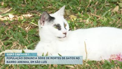 População denuncia série de mortes de gatos no bairro Areinha
