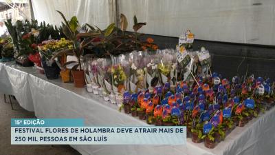 Festival Flores de Holambra deve atrair mais de 250 mil pessoas em São Luís